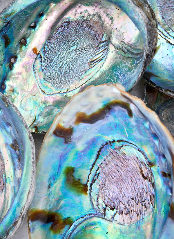 Paua (Abalone) Shells #1