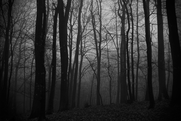 darkness  fog  trees