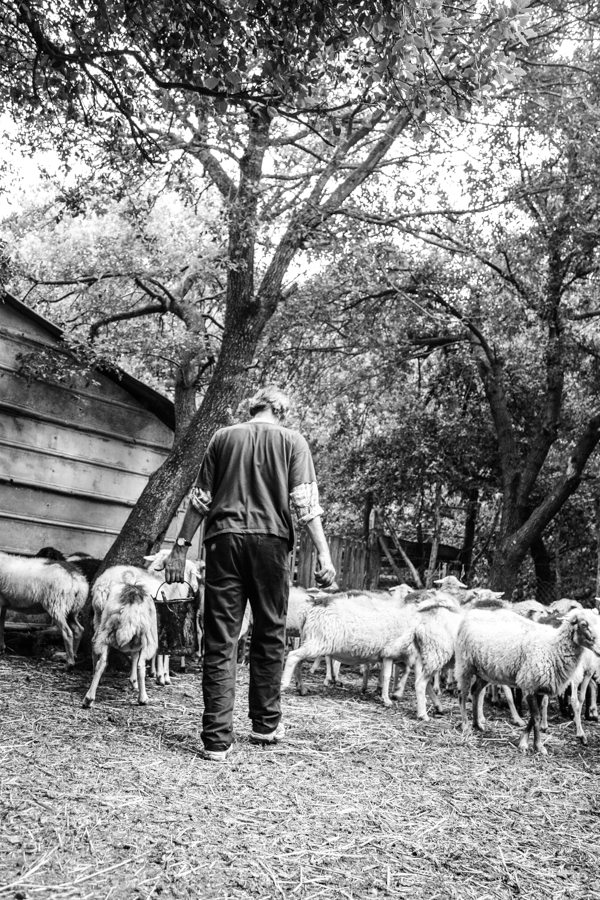 sheep mallorca tradition ovella