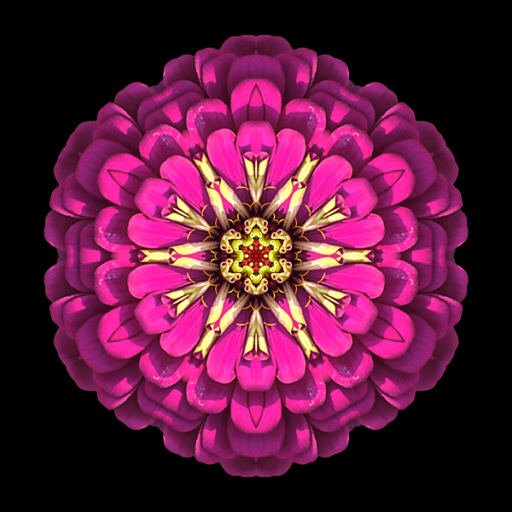 flower mandala flower mandalas rose lily morning glory dandelion flower blossom meditation inspiration beauty peony Marigold daffodil