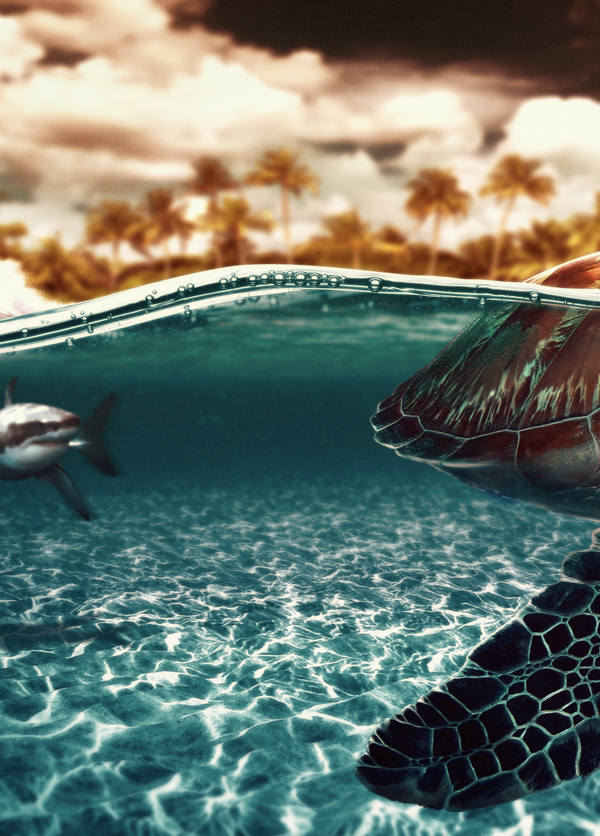 sea turtle wallpaper Photo Manipulation  Turtle sea sunlight Sun sunset conceptual shark warm genoarguelles