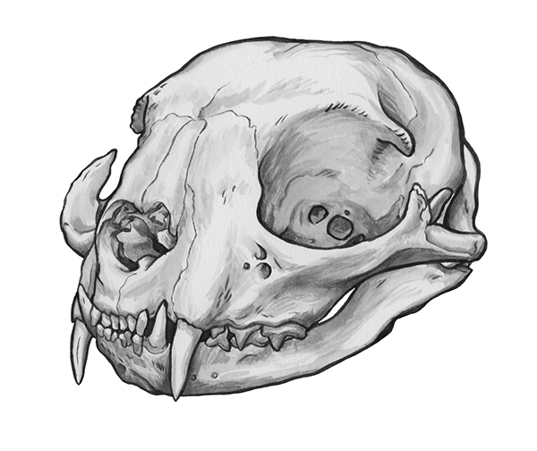 Drawing Animal Skull | Trending List