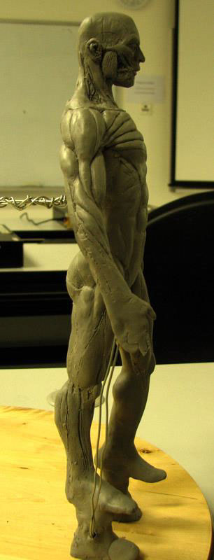 human anatomy musculature