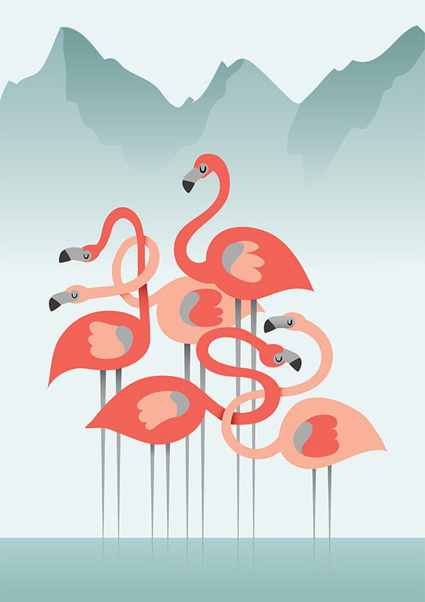 flamingo flamingos