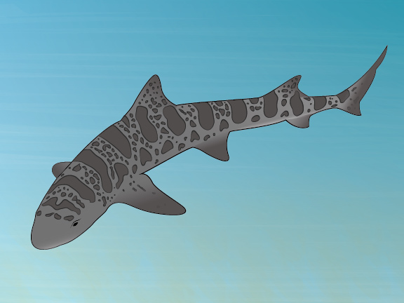 design illustrate detail Shark Week sharks