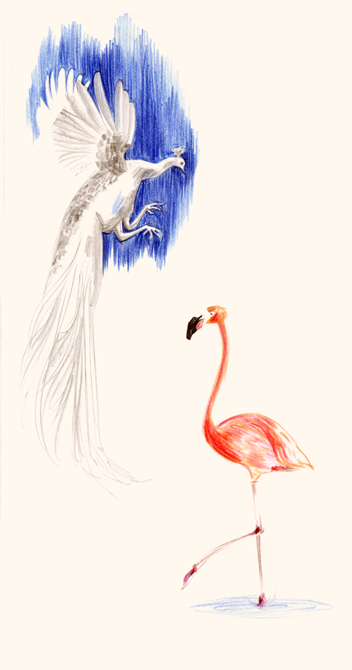 birds sketch