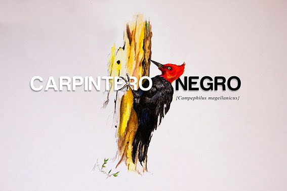 Fernando Briceño diseño ilustracion Jpomatia ave pajaro carpintero bird draw woodpecker