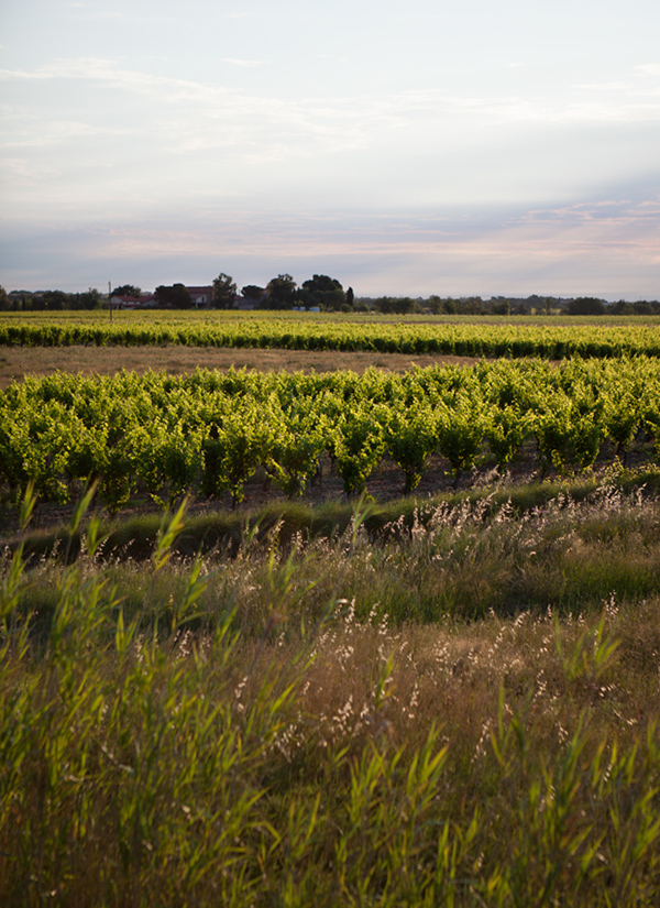 photo reportage vin vigne