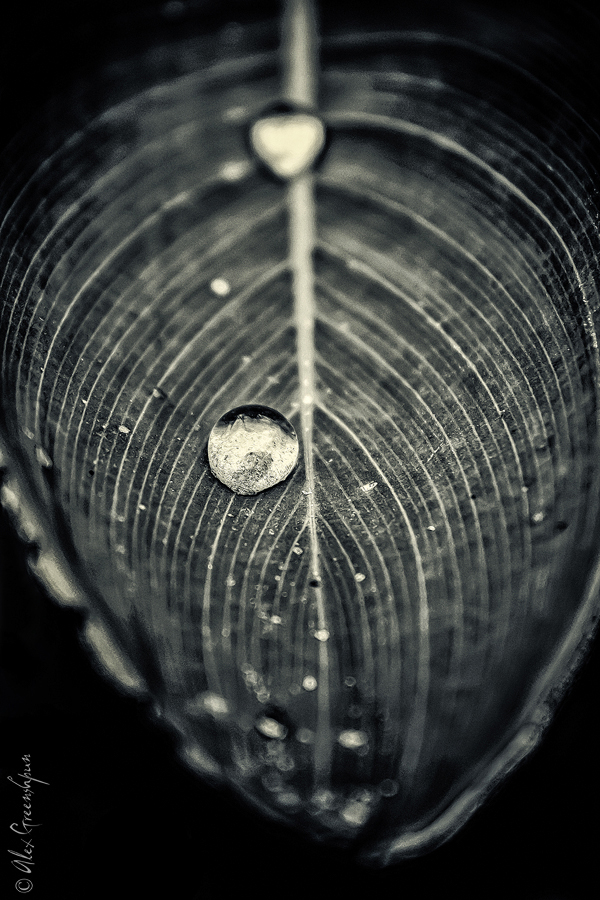 Nature b&w  light textures macro Flowers plants trees shapes water growth Poetry  monochrome