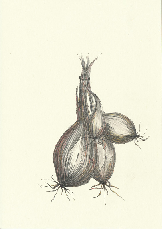 goudy vegetable sketch vilmorin
