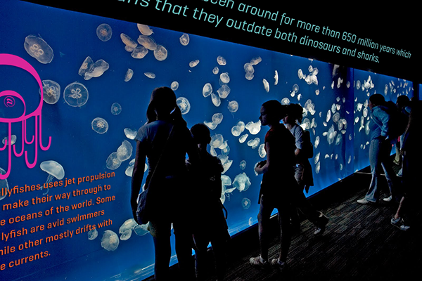 jellyfish type type characters Illustrative exhibit aquarium birch aquarium