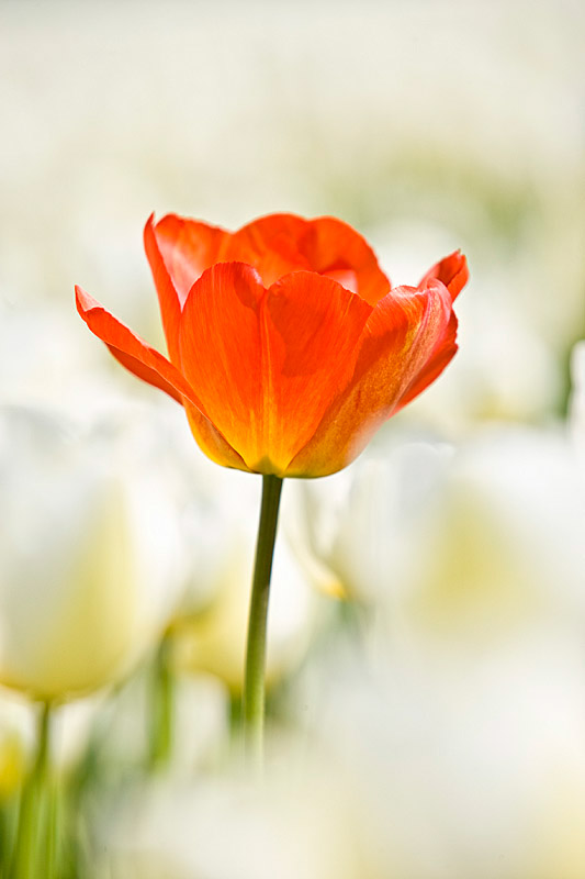 tulips flower bulbs Dutch Flowers spring Landscape agriculture fields