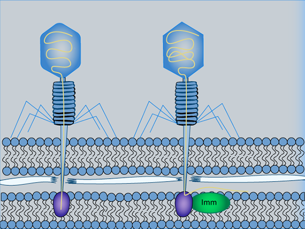 Bacteriophage Illustration