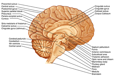 medical illustration medical-legal illustration scientific illustration Pharmaceutical design medical legal biological illustration science surgery biology anatomy human anatomy histology pathology art