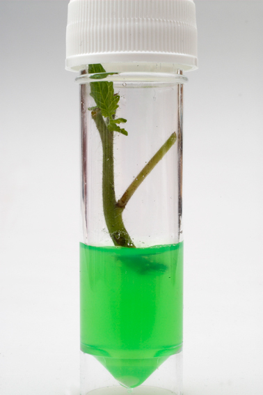Grow a plant in a test tube - Plantlet Culture.com