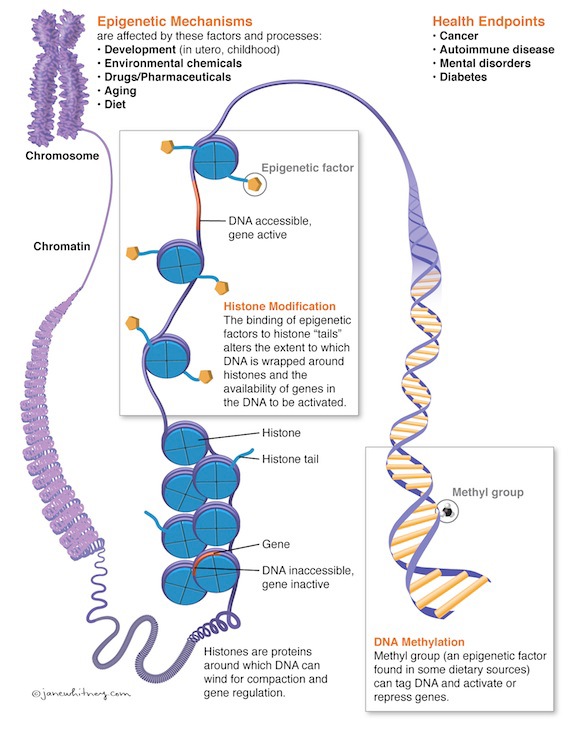 Epigenetics DNA chromosome adipose metabolic dysfunction