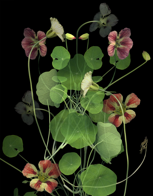 Adobe Portfolio Flowers