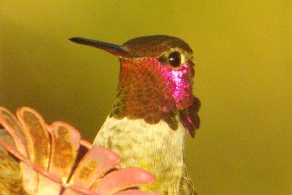 birds hummingbirds Southern Arizona