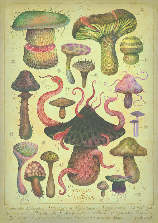 Mushrooms Fungi toadstools Encyclopedia nature illustration scientific illustration truffle Fungus Kingdom SciArt vintage