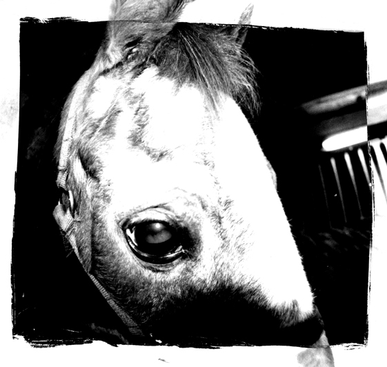 horses Photography  Black&white