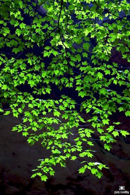 ohio photographer Nature Landscape fine art jim crotty Dayton Ohio photographer green spring beauty calm photos Renewal peaceful hocking hills Clifton Gorge