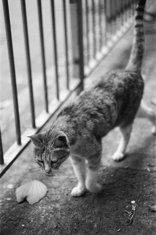 b&w black and white traditional Leica MP Street Cat hk Hong Kong