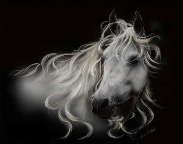 horse digital animals horsemanship domestic animals black and white paint mare stallion concetta kilmer concetta kilmer