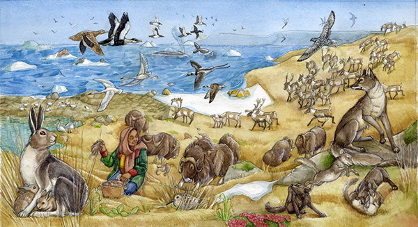 children's book  animals Arctic  ecology  Avati  fauna  flora  Watercolors  Arctic Nature  nature illustration