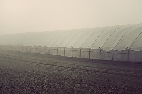 greenhouse growth plants warm house fog mist haze MORNING denmark Retro vintage x-files plastic cover
