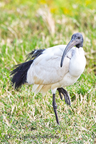 african birds Secretarybird Southern Ground-Hornbill saddle-billed stork Hamerkop