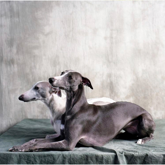 portrait dogs colors studio emotions sensitive Whippets greyhounds attitude