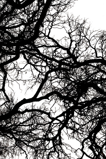 Nature branches crossing b&w