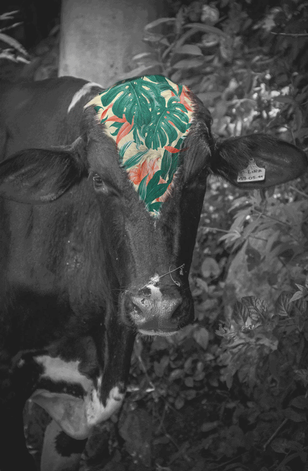 cow photoshop gif