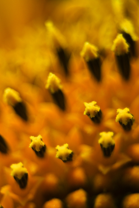 sunflower  flower  yellow  orange  petal  micro  photo   Photography macro Nature detail agriculture natural Croatia