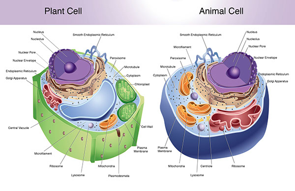 Animal & Plant Cell on Behance