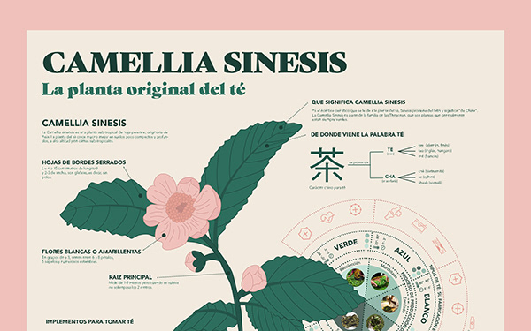 Camellia Sinesis (Infography)