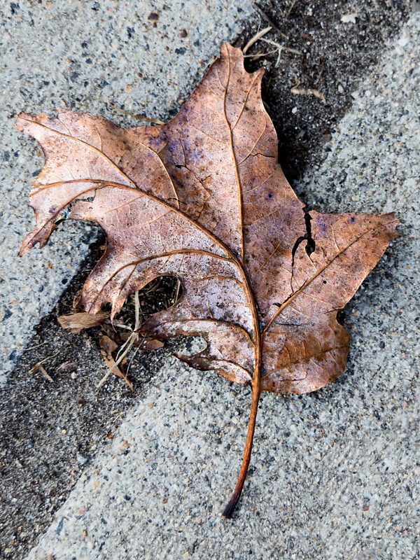 leaf leaves wabi-sabi aging decay beauty autumn