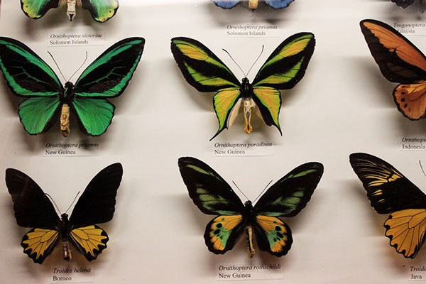 butterfly butterflies museum natural  history