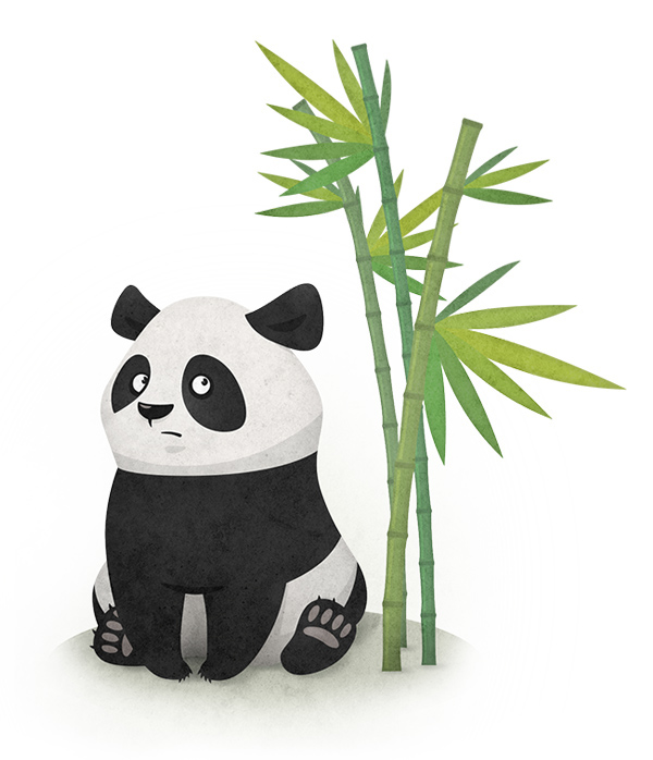 Panda  animal