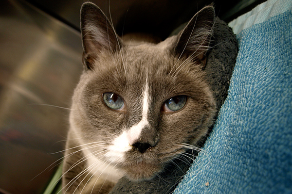 cats seattle humane society volunteer adopt