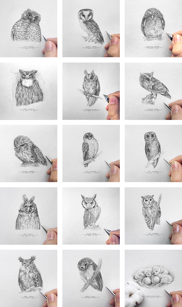 50shadesofowls owl owls draw pencil challenge Project ornithology birds bird art instagram russian