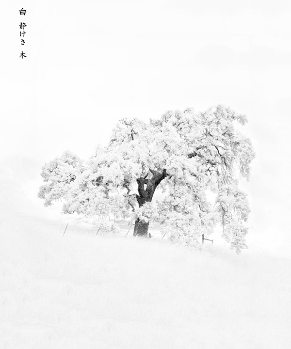 White, Silence, Tree