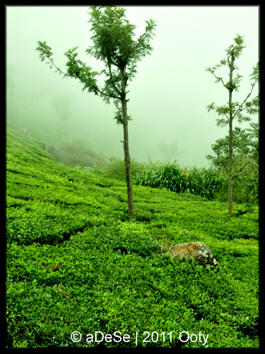 travelogue landscapes people ooty India south India