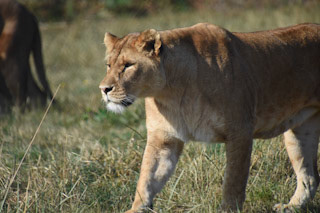 Lions tigers wildlife Knowsley Wild Arena Big Cat Experience