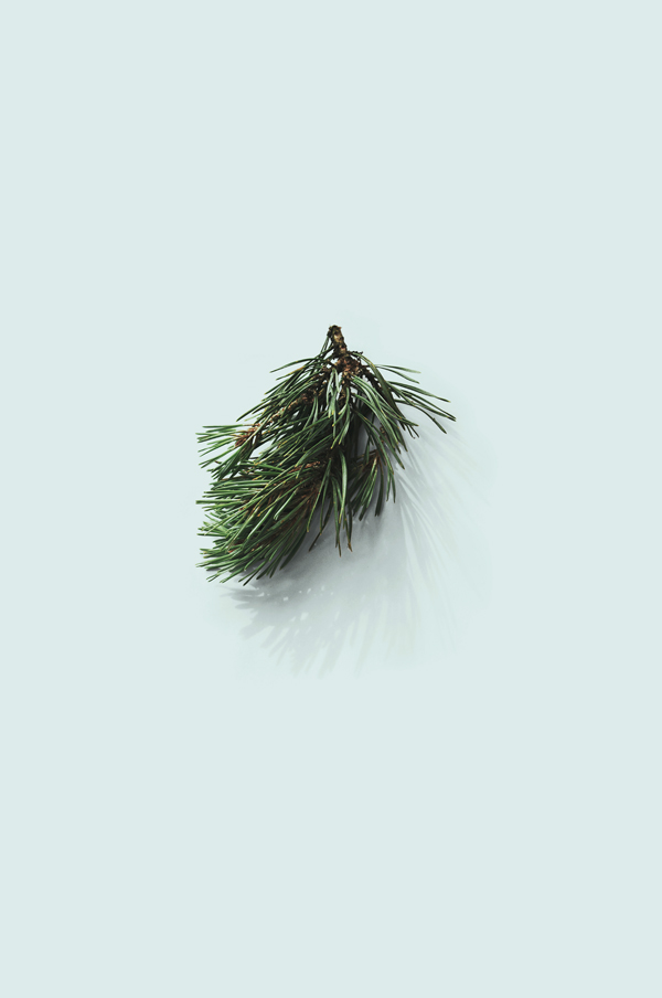 forest woods Minimalism minimalist pine pine cone lingonberry Nature