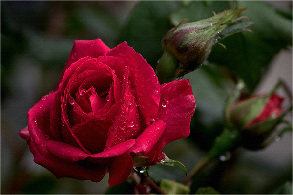 Rose e pioggia   / Roses and rain