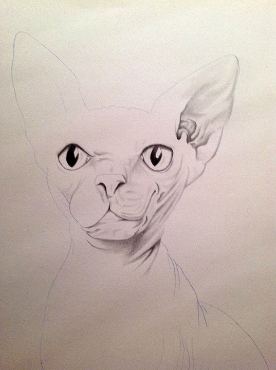 Cat sphinx feline animal Catastrophe humour rob snow drawings pencil sketch art illustrations