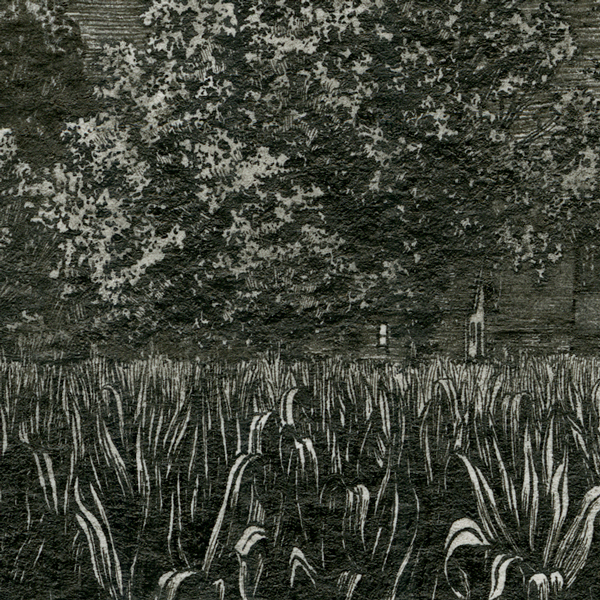 Landscape corn pen and ink