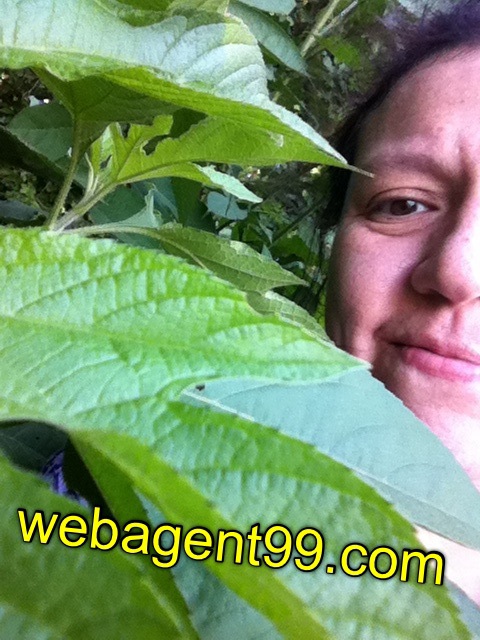 webagent99