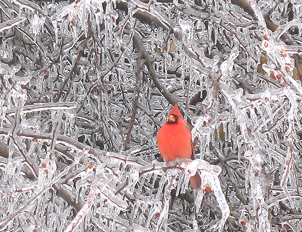 srdjan milovanovic lala lala design cardinal ice winter snow Nature Toronto Canada